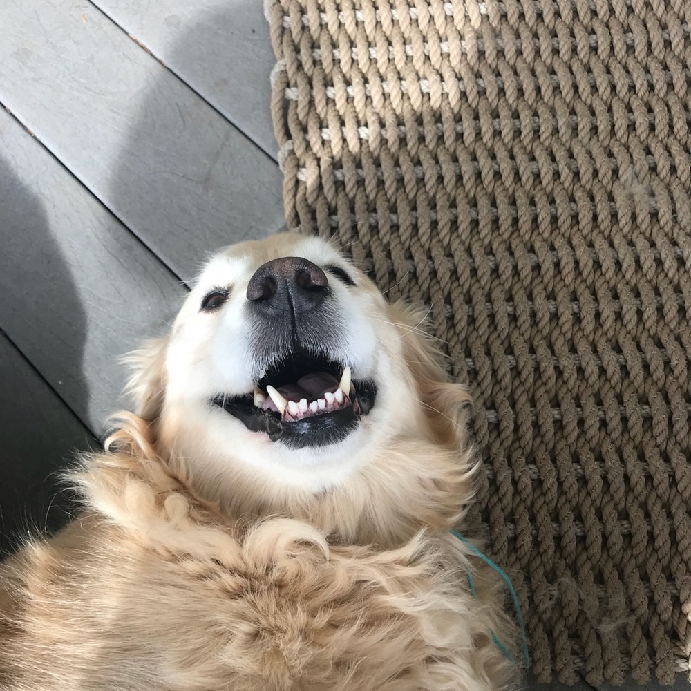 Meet your Posher, Abigail